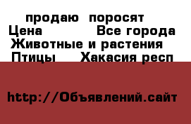 продаю  поросят  › Цена ­ 1 000 - Все города Животные и растения » Птицы   . Хакасия респ.